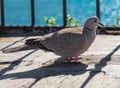 The turtledove bird sits on the ground, the background is the sea