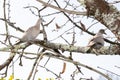Turtledoves On A Branch Of A Silver Poplar Eurasian Collared Dove Streptopelia Decaocto