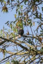 Turtledove on the branches of trees