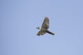 Turtledove in flight