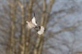 Turtledove flight opened wings