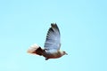 Turtledove in flight over sky