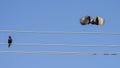 Turtledove in flight and starling on electrical wires.