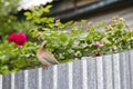 Turtledove Royalty Free Stock Photo