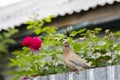 Turtledove Royalty Free Stock Photo