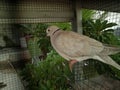 The turtledove is one of the most popular types of pet birds