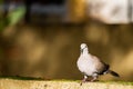 Turtledove posed on a wall Royalty Free Stock Photo