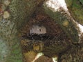 Turtledove seeks protected protection in the middle of the cactus`s foot .