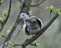 The turtledove sits on the branch of the spring apple-tree