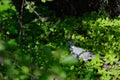 Turtledove sitting on the grass in back side Royalty Free Stock Photo