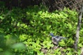 Turtledove sitting on the grass Royalty Free Stock Photo