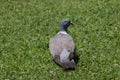 Turtledove sitting on the grass Royalty Free Stock Photo