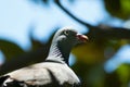 Turtledove sitting on the grass Royalty Free Stock Photo