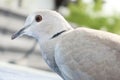 Turtledove Streptopelia dekaocto bird portrait