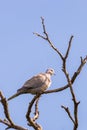 Turtledove or Streptopelia garden sits on the branch of the spring apple tree.