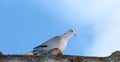 Turtledove in top of the roof Royalty Free Stock Photo