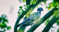 Turtledove on the tree branch