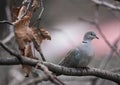 Turtledove on a tree shivering in cold