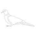 Turtledove, vector illustration, lining draw ,profile