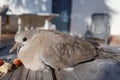 Turtledove Wild pigeons bird on wood bench eat