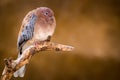 Turtledove wild in the zoo Royalty Free Stock Photo