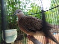 Turtledove (Perkutut bird) Royalty Free Stock Photo