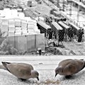 Turtledoves Above The Construction Site