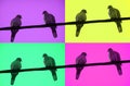A Turtledoves On A Colorful Backgrounds
