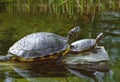 Turtles Royalty Free Stock Photo