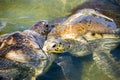 Turtles Royalty Free Stock Photo