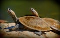 Turtles Royalty Free Stock Photo