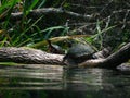 Turtles Royalty Free Stock Photo