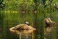 Turtles in amazon rainforest, Yasuni National Park Royalty Free Stock Photo