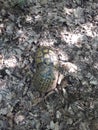 turtles animals tree tortoise snail