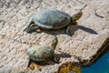 Turtles in Baptisterium Pagezimi in Butrint site in summer, Albania Royalty Free Stock Photo