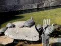 turtles bask on a rock Royalty Free Stock Photo