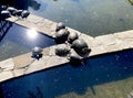 turtles bask in the sun Royalty Free Stock Photo