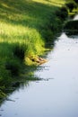 Turtles basking Royalty Free Stock Photo