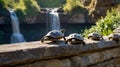 Turtles basking on a stone wall near a waterfall, enjoying the tranquil scenery. Royalty Free Stock Photo