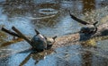 Turtles basking in the sun in Chesapeake Bay marsh