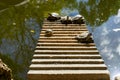 Turtles basking in the sun on a log in a serene public garden pond. Royalty Free Stock Photo