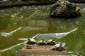 Turtles basking in the sun on a log in a serene public garden pond. Royalty Free Stock Photo