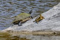 Turtles Basking in the Sun - Sanibel Island, Florida