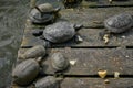 Turtles basking in the sun on a wooden platform in the water. Royalty Free Stock Photo