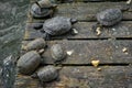 Turtles basking in the sun on a wooden platform in the water. Royalty Free Stock Photo
