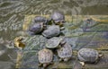 Turtles basking in the sun on a wooden platform in the water. Royalty Free Stock Photo
