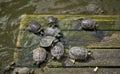 Turtles basking in the sun on a wooden platform in the water. Royalty Free Stock Photo