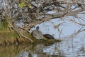 Turtles basking in sunlight Royalty Free Stock Photo