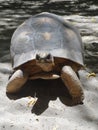 Turtles on the Beach in Madagascar Royalty Free Stock Photo