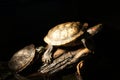 Turtles with black background Royalty Free Stock Photo